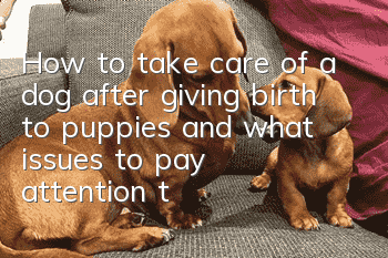 How to take care of a dog after giving birth to puppies and what issues to pay attention to