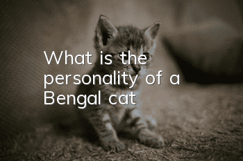 What is the personality of a Bengal cat?