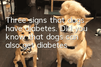 Three signs that dogs have diabetes. Did you know that dogs can also get diabetes?