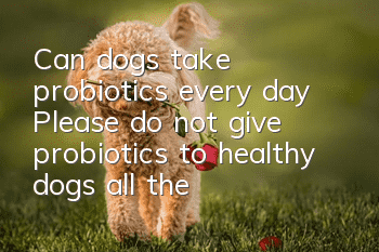 Can dogs take probiotics every day? Please do not give probiotics to healthy dogs all the time.