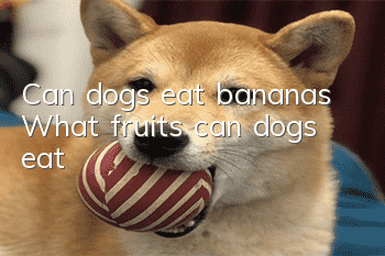 Can dogs eat bananas? What fruits can dogs eat?