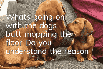 What's going on with the dog's butt mopping the floor? Do you understand the reason?