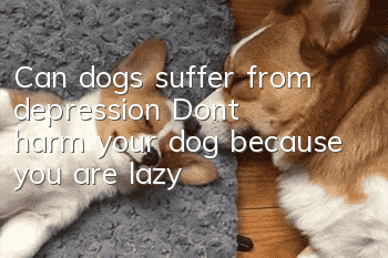 Can dogs suffer from depression? Don’t harm your dog because you are lazy
