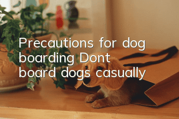 Precautions for dog boarding: Don’t board dogs casually!