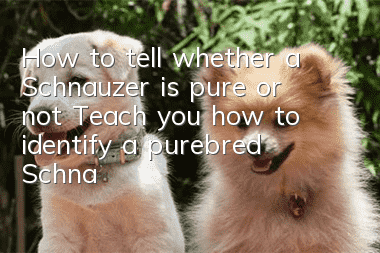 How to tell whether a Schnauzer is pure or not? Teach you how to identify a purebred Schnauzer