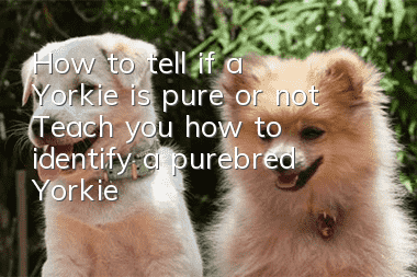 How to tell if a Yorkie is pure or not? Teach you how to identify a purebred Yorkie