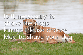 Is it necessary to shave the dog’s lanugo? Please choose May to shave your dog!