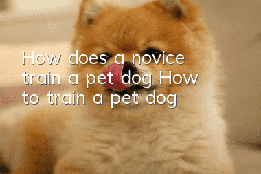 How does a novice train a pet dog? How to train a pet dog!