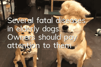 Several fatal diseases in elderly dogs. Owners should pay attention to them