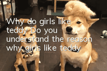 Why do girls like teddy? Do you understand the reason why girls like teddy?