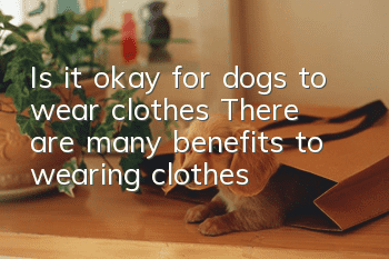 Is it okay for dogs to wear clothes? There are many benefits to wearing clothes