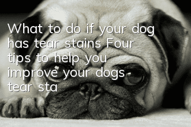 What to do if your dog has tear stains? Four tips to help you improve your dog’s tear stains