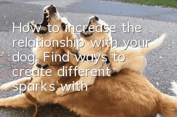How to increase the relationship with your dog. Find ways to create different sparks with your dog!