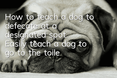 How to teach a dog to defecate at a designated spot. Easily teach a dog to go to the toilet at a designated spot in seven days.