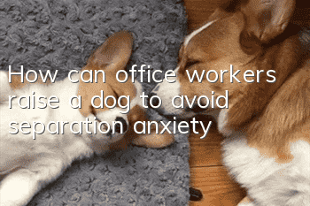 How can office workers raise a dog to avoid separation anxiety?