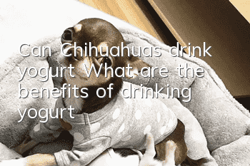 Can Chihuahuas drink yogurt? What are the benefits of drinking yogurt?