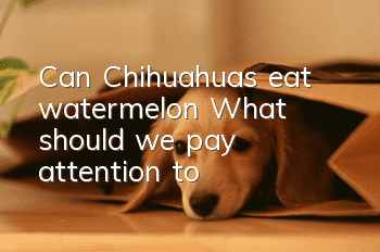 Can Chihuahuas eat watermelon? What should we pay attention to?