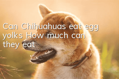 Can Chihuahuas eat egg yolks? How much can they eat?