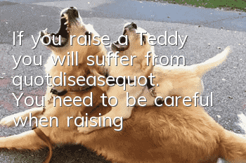 If you raise a Teddy, you will suffer from "disease". You need to be careful when raising a dog!