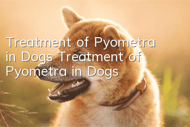 Treatment of Pyometra in Dogs Treatment of Pyometra in Dogs