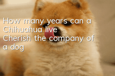How many years can a Chihuahua live? Cherish the company of a dog
