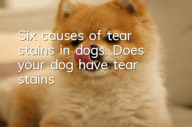 Six causes of tear stains in dogs. Does your dog have tear stains?