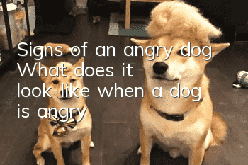Signs of an angry dog What does it look like when a dog is angry