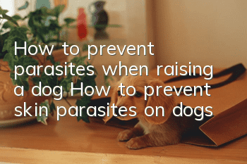 How to prevent parasites when raising a dog How to prevent skin parasites on dogs