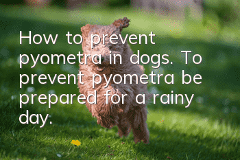 How to prevent pyometra in dogs. To prevent pyometra, be prepared for a rainy day.