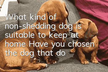 What kind of non-shedding dog is suitable to keep at home? Have you chosen the dog that doesn’t shed?