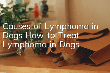 Causes of Lymphoma in Dogs How to Treat Lymphoma in Dogs