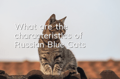 What are the characteristics of Russian Blue Cats?