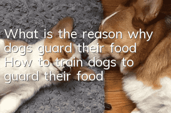 What is the reason why dogs guard their food? How to train dogs to guard their food?
