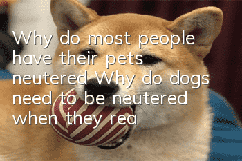 Why do most people have their pets neutered? Why do dogs need to be neutered when they reach adulthood?