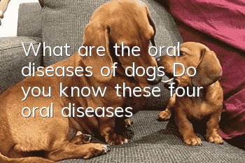 What are the oral diseases of dogs? Do you know these four oral diseases?