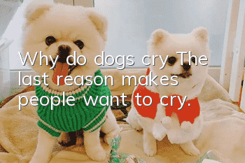 Why do dogs cry? The last reason makes people want to cry.