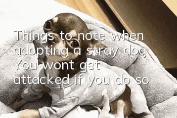 Things to note when adopting a stray dog: You won’t get attacked if you do so