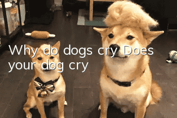 Why do dogs cry? Does your dog cry?