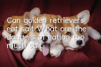 Can golden retrievers eat salt? What are the dangers of eating too much salt?