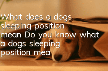 What does a dog’s sleeping position mean? Do you know what a dog’s sleeping position means?