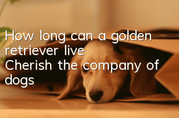How long can a golden retriever live? Cherish the company of dogs