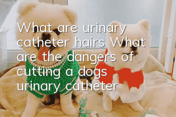 What are urinary catheter hairs? What are the dangers of cutting a dog’s urinary catheter hairs?