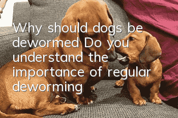 Why should dogs be dewormed? Do you understand the importance of regular deworming?
