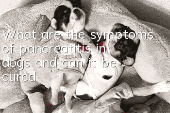 What are the symptoms of pancreatitis in dogs and can it be cured?