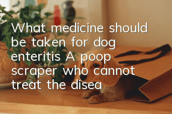 What medicine should be taken for dog enteritis? A poop scraper who cannot treat the disease is not a good parent.