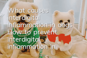 What causes interdigital inflammation in dogs? How to prevent interdigital inflammation in dogs
