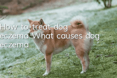How to treat dog eczema What causes dog eczema