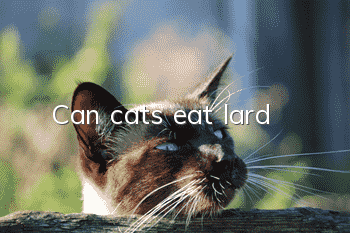 Can cats eat lard?