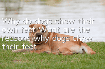 Why do dogs chew their own feet? What are the reasons why dogs chew their feet?