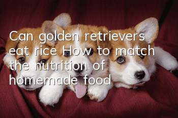 Can golden retrievers eat rice? How to match the nutrition of homemade food?